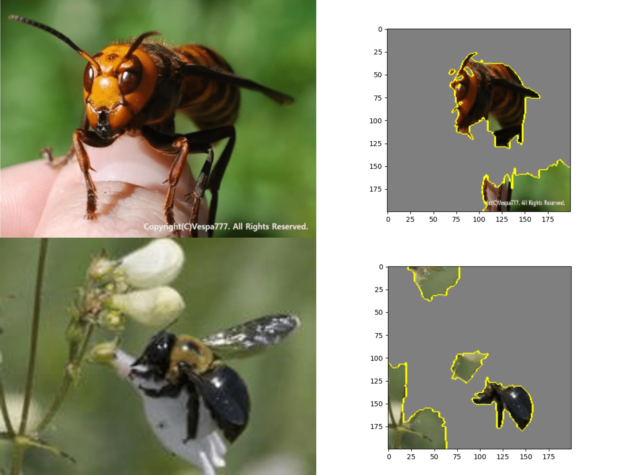 Neural Network Classification of Murder Hornets
